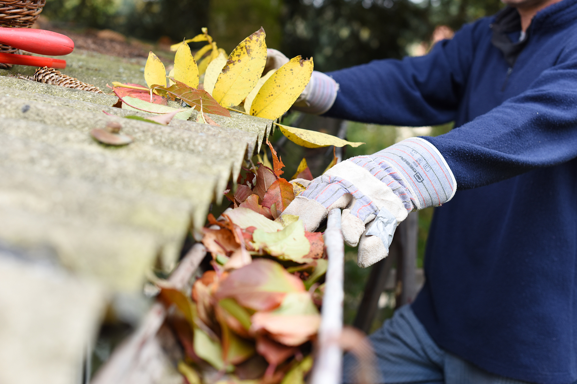 Cleaning gutter blocked with autumn leaves.